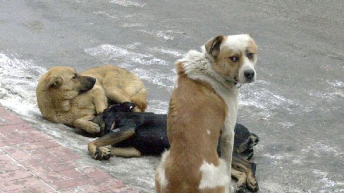 Σέρρες: Πρόστιμο 30.000 ευρώ σε 69χρονο που βασάνισε και σκότωσε σκύλο     